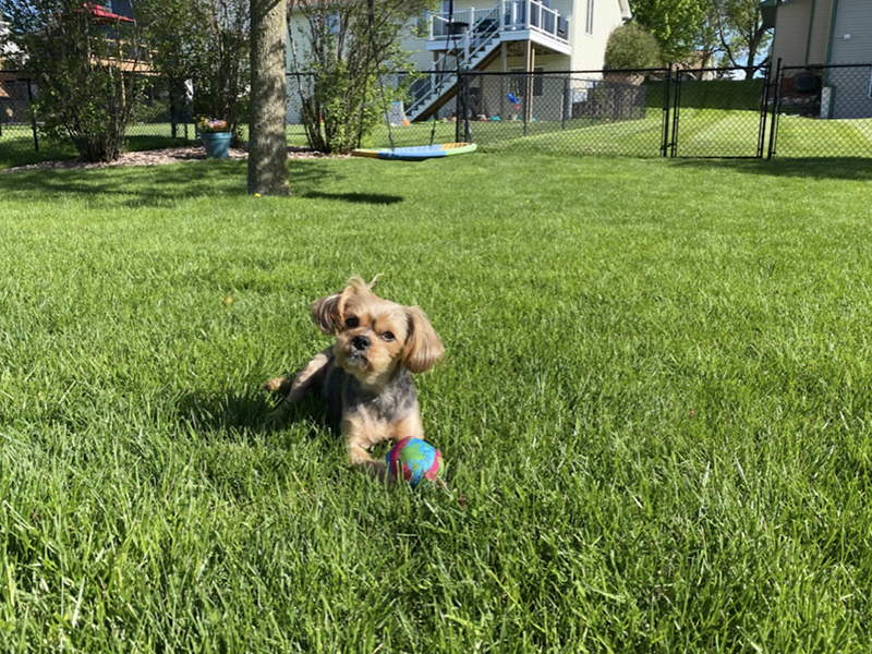 Chain Link pet fencing in Mankato, MN Minnesota